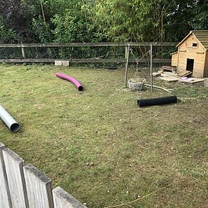 Domestic guniea pig enclosure