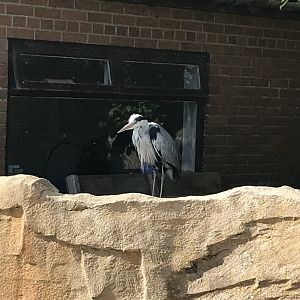 Wild heron