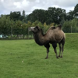Bactrian camel
