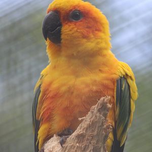 Sun conure