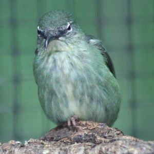 Red-legged honeycreeper - female