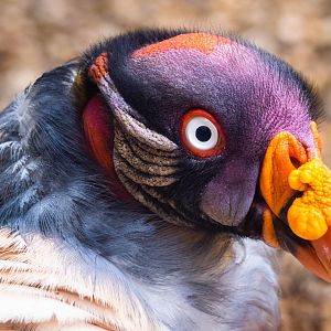 King Vulture at Colchester Zoo