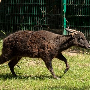 Mountain Anoa (Bubalus quarlesi) "Idris"