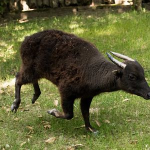Mountain Anoa (Bubalus quarlesi) "Idris"