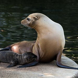 California sea lion (Zalophus californianus) "Annie" with pup