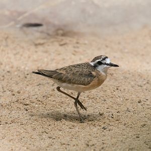 Kittlitz's plover (Charadrius pecuarius)