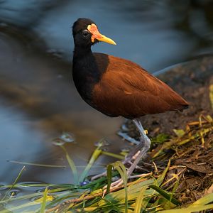 Wattled jacana (Jacana jacana)