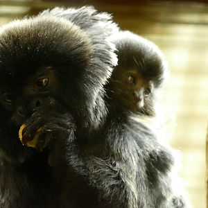 Goeldi's monkey and baby, July 2021