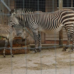 Hartmann's mountain zebra, July 2021