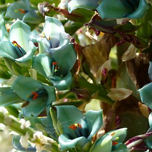 Puya Alpestris, July 2021
