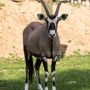Gemsbock (Oryx gazella)