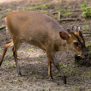 Reeves's muntjac (Muntiacus reevesi micrurus)