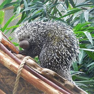 Brazilian porcupine