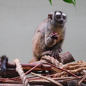 Grey-handed night monkey