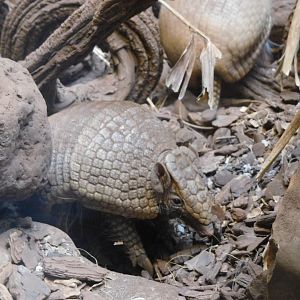 Southern three-banded armadillo