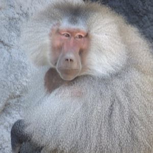 Sacred baboon named Rezső