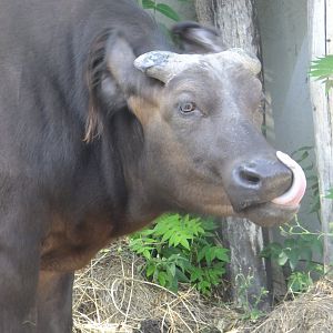 The last meal was so tasty... (Red buffalo)