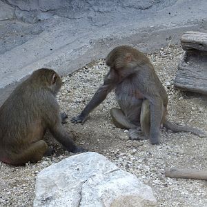 Chess players (Sacred baboons)