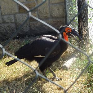 Southern ground hornbill