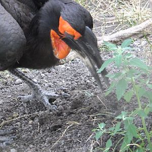 Ground hornbill portrait