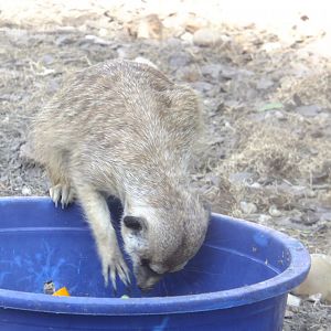Meerkat in the feeding plate