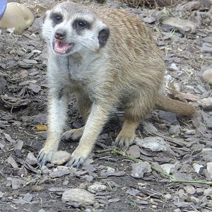 Meerkat