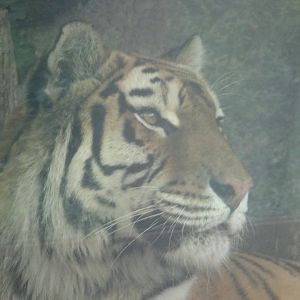 Amur tiger named Niva