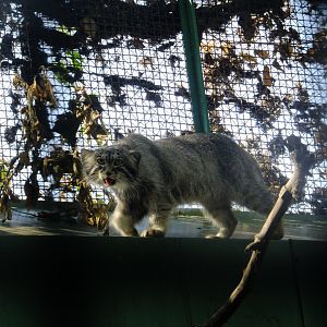 Manul