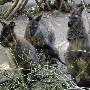 Red-necked wallaby family with a joey