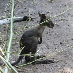 Red-necked wallaby joey