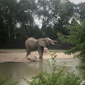 Elephant having a drink