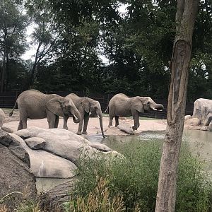 Herd of elephants rescued from a drought in Swaziland