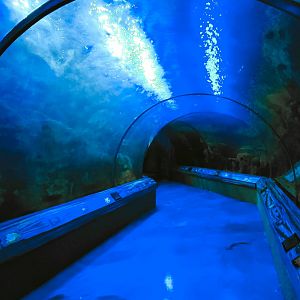 May. 2021 - Shark Encounter - First Tunnel (12 Species)