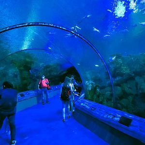 May. 2021 - Shark Encounter - First Tunnel (12 Species)