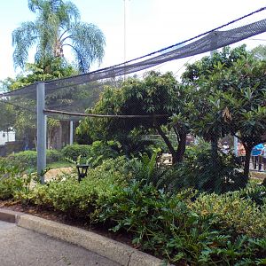May. 2021 - Aviary Outside of Shark Encounter (10 Species)