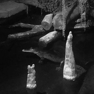 Spectacular spectacled caiman