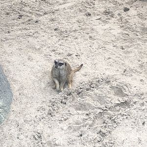 A meerkat