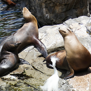 May. 2021 - Pacific Point Preserve - California Sea Lions