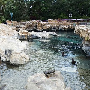 May. 2021 - Pacific Point Preserve (California Sea Lions & Harbor Seals)