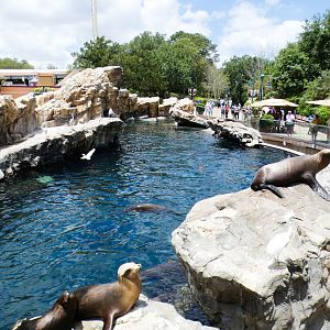 May. 2021 - Pacific Point Preserve (California Sea Lions & Harbor Seals)