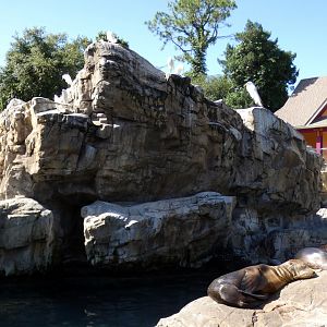 May. 2021 - Pacific Point Preserve (California Sea Lions & Harbor Seals)