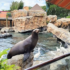 May. 2021 - Pacific Point Preserve (California Sea Lions & Harbor Seals)