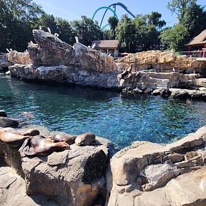 May. 2021 - Pacific Point Preserve (California Sea Lions & Harbor Seals)