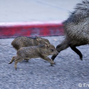 baby javelinas in parking lot