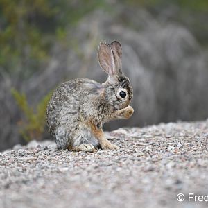 desert cottontail grooming