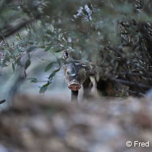 javelina in the brush