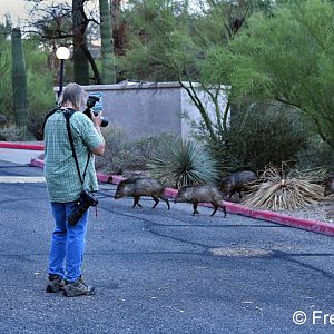 my brother photographing javelinas