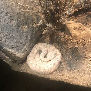 Rattlesnake