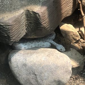 Don’t place your hand between these rocks