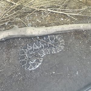 Western diamondback
